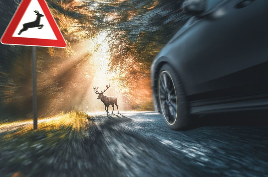 Safety Tips for Driving During Deer Season